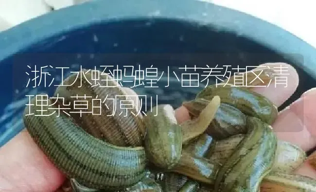 浙江水蛭蚂蝗小苗养殖区清理杂草的原则 | 特种养殖