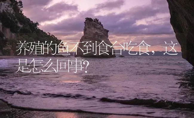 养殖的鱼不到食台吃食，这是怎么回事？ | 养殖病虫害防治