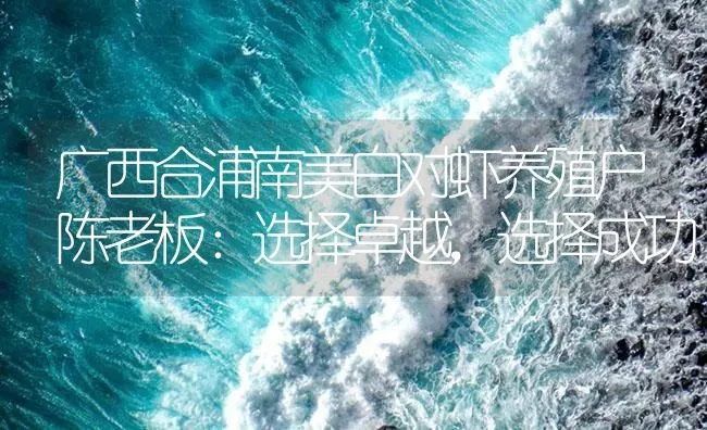 广西合浦南美白对虾养殖户陈老板：选择卓越，选择成功 | 海水养殖