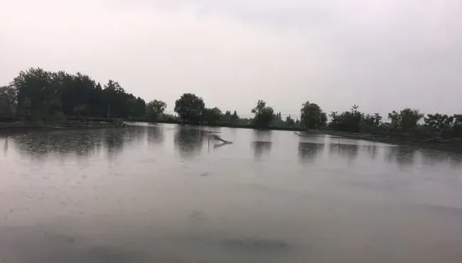 雷雨大风、高温热害、缺氧泛塘、水草腐烂、蓝藻暴发……一文教你顺利度过河蟹四壳