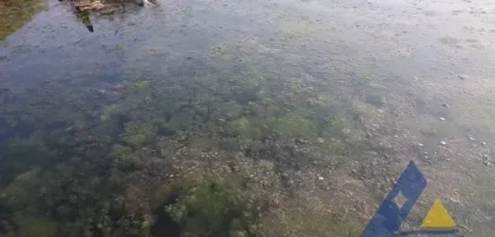 假如明天水温33度，今天海参养殖户该提前做些什么？