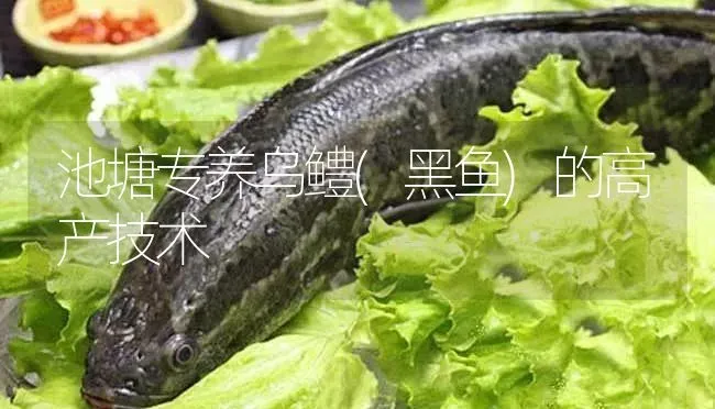 池塘专养乌鳢(黑鱼)的高产技术 | 淡水养殖