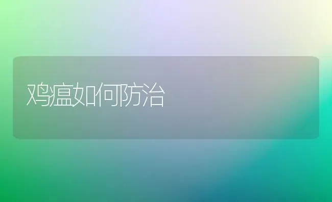 鸡瘟如何防治 | 家禽养殖