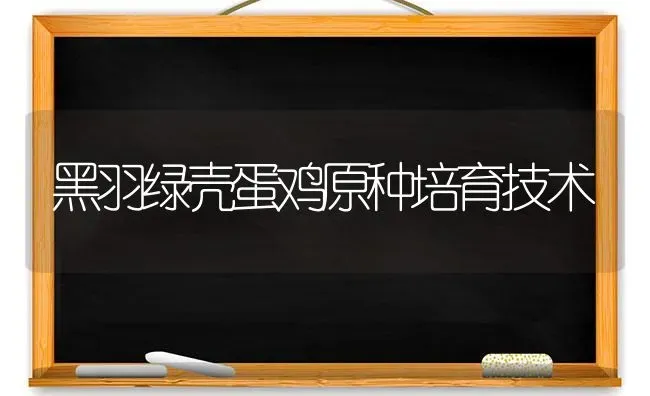 黑羽绿壳蛋鸡原种培育技术 | 家禽养殖