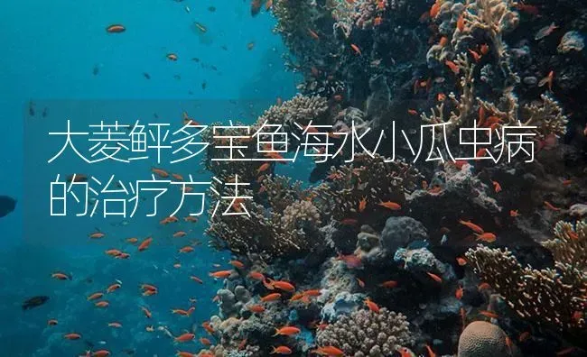 大菱鲆多宝鱼海水小瓜虫病的治疗方法 | 海水养殖