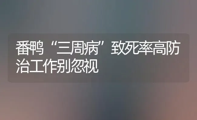 番鸭“三周病”致死率高防治工作别忽视 | 家禽养殖
