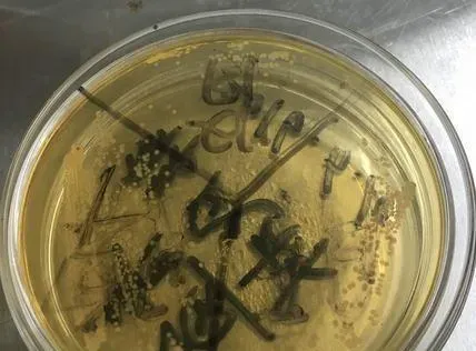 两个水库的草鱼青鱼同时发病，您用药合理了吗？