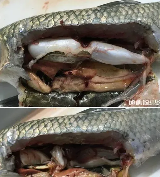 两个水库的草鱼青鱼同时发病，您用药合理了吗？