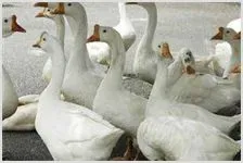 养鹅安全用药要点 | 农业养殖科普