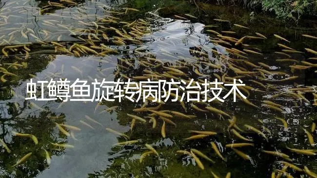 虹鳟鱼旋转病防治技术 | 淡水养殖