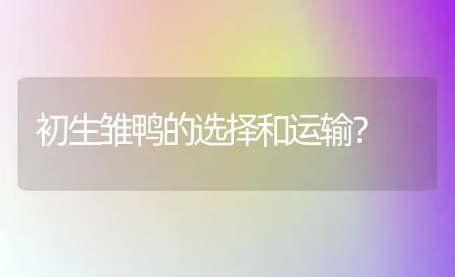 初生雏鸭的选择和运输？ | 家禽养殖