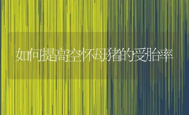 如何提高空怀母猪的受胎率 | 家畜养殖