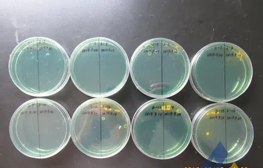 [每周一例]南美白对虾畸形，检出传染性皮下及造血器官坏死病毒