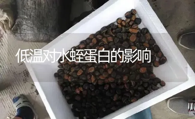 低温对水蛭蛋白的影响 | 特种养殖