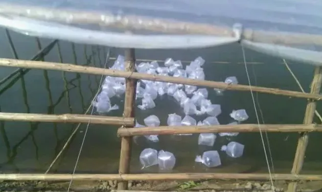 硬池养殖南美白对虾流程图文篇（五）硬池放苗及虾苗选择