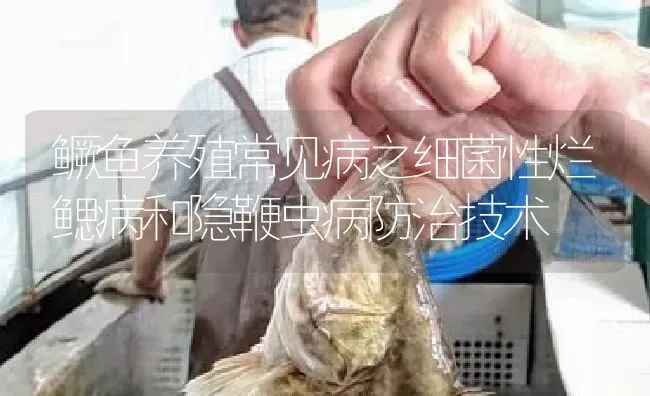 鳜鱼养殖常见病之细菌性烂鳃病和隐鞭虫病防治技术 | 淡水养殖