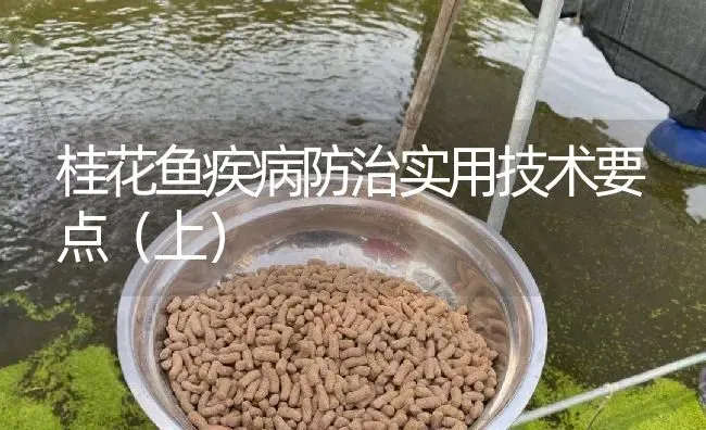 桂花鱼疾病防治实用技术要点（上） | 淡水养殖