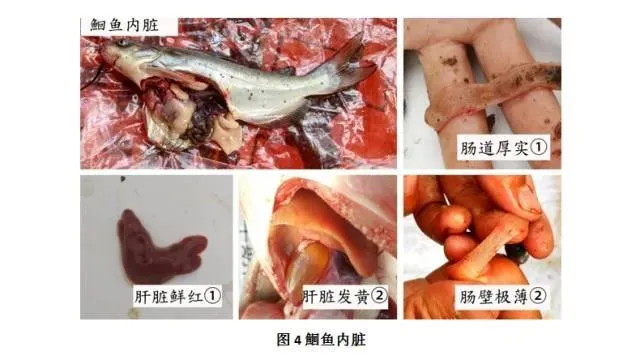 九月份湖北地区精养池塘鮰鱼养殖管理技术