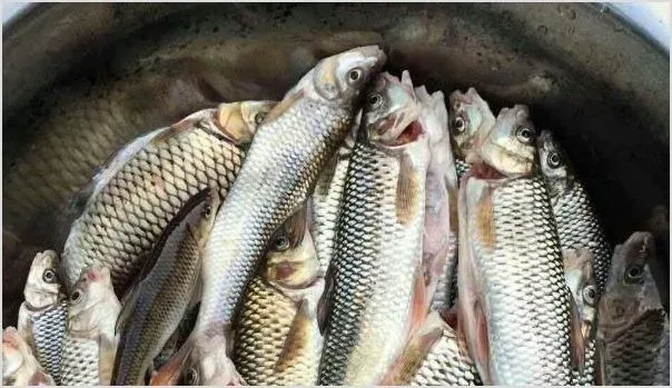 青鱼怎么养？好吃吗 | 动物养殖资料
