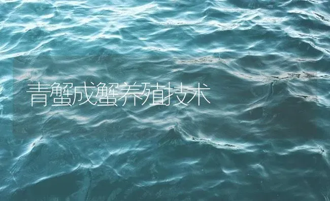 青蟹成蟹养殖技术 | 海水养殖