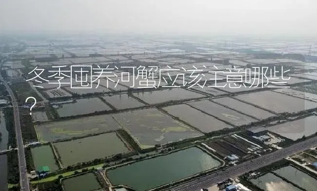 冬季囤养河蟹应该注意哪些？ | 淡水养殖