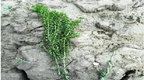 罗氏沼虾＋水草养殖模式，亩均利润近万元的秘诀分享