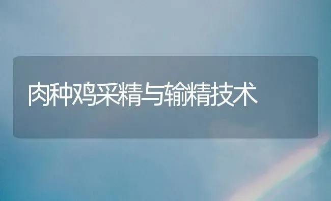肉种鸡采精与输精技术 | 家禽养殖