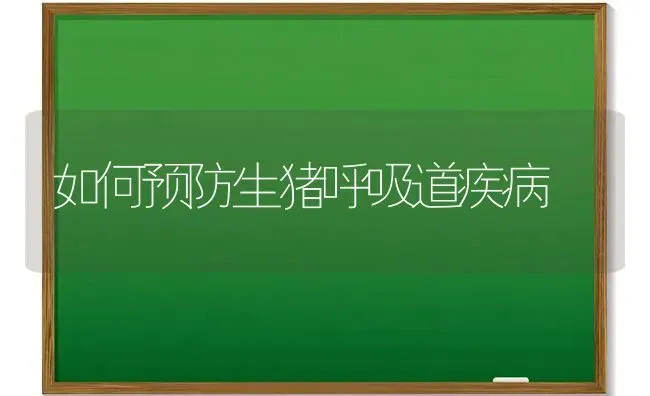 如何预防生猪呼吸道疾病 | 家畜养殖