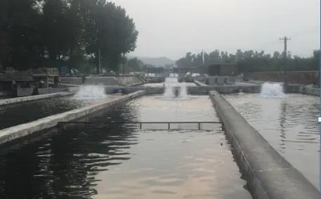 北方地区暴雨过后鲟鱼养殖池塘管理措施