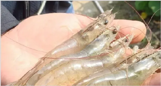 对虾养殖技术 如何才能提高对虾的产量？ | 养殖动物技术