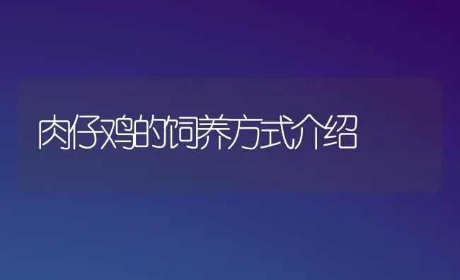 肉仔鸡的饲养方式介绍 | 家禽养殖