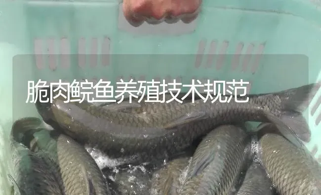 脆肉鲩鱼养殖技术规范 | 淡水养殖
