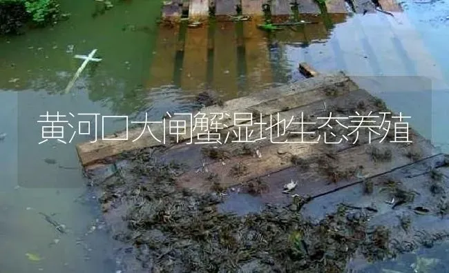 黄河口大闸蟹湿地生态养殖 | 淡水养殖