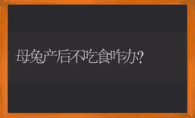 母兔产后不吃食咋办？ | 家畜养殖