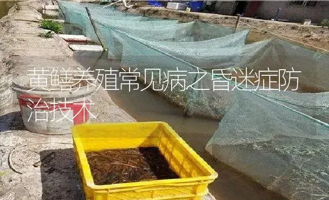 黄鳝养殖常见病之昏迷症防治技术 | 淡水养殖