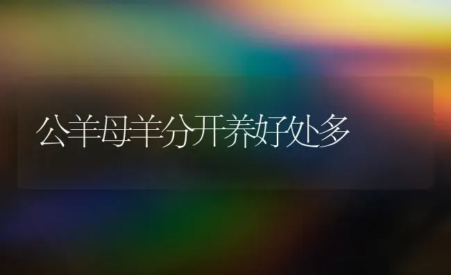 公羊母羊分开养好处多 | 家畜养殖