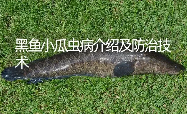 黑鱼小瓜虫病介绍及防治技术 | 淡水养殖