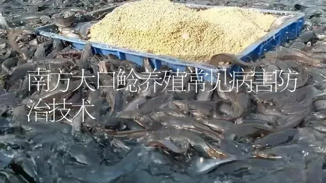 南方大口鲶养殖常见病害防治技术 | 淡水养殖