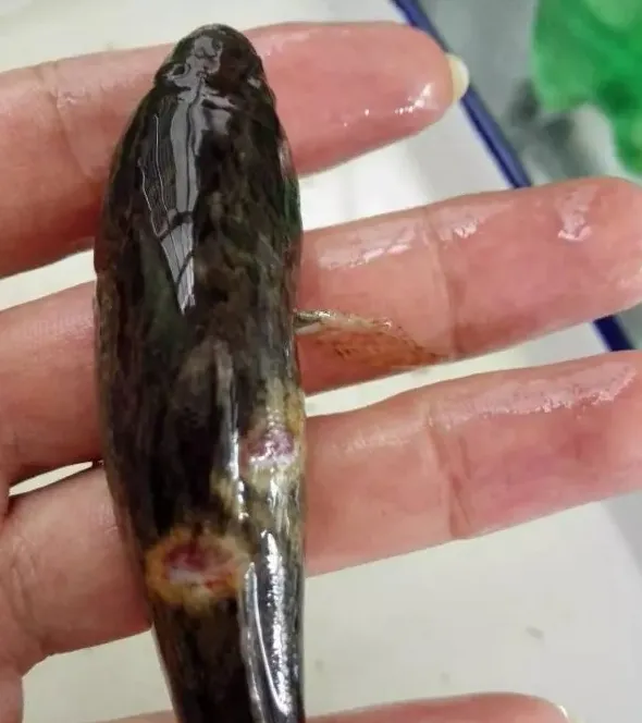 笋壳鱼苗期的中华尾孢子虫处理新法分享