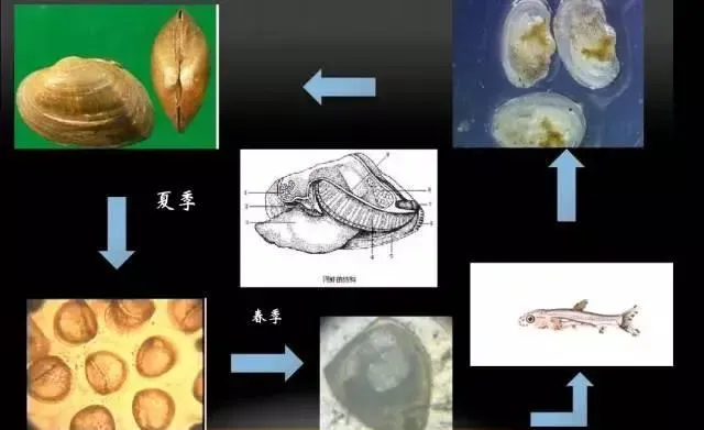 北方地区水花培育技术关键点