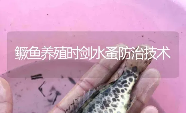 鳜鱼养殖时剑水蚤防治技术 | 淡水养殖