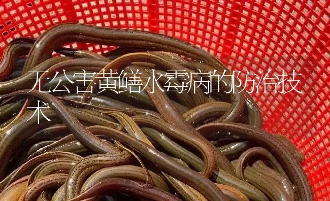 无公害黄鳝水霉病的防治技术 | 淡水养殖