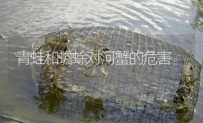 青蛙和蟾蜍对河蟹的危害 | 淡水养殖