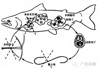 鱼仔行情好但天气不给力，鲮鱼养殖如何抓住最后的机会冲刺？