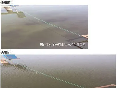 草鱼花白鲢混养吃食不好、花水的处理方案