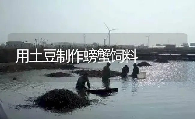 用土豆制作螃蟹饲料 | 淡水养殖