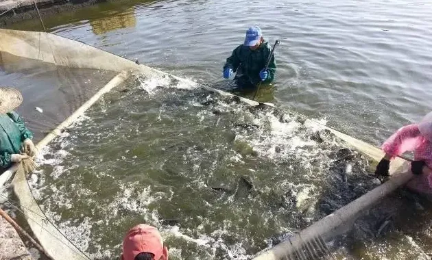 有多少人在调水养水这条路上越走越偏