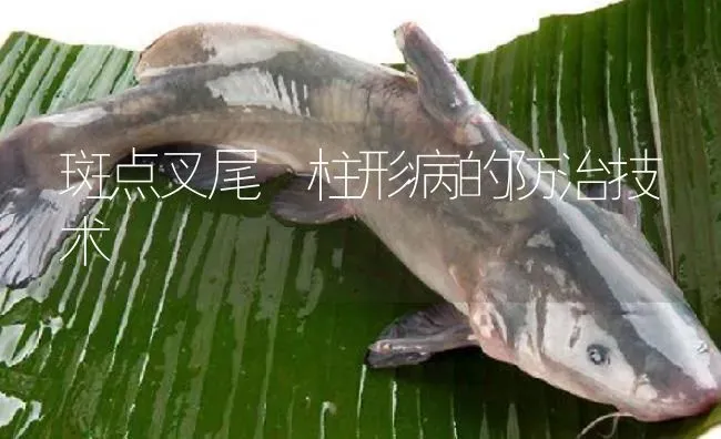 斑点叉尾鮰柱形病的防治技术 | 淡水养殖