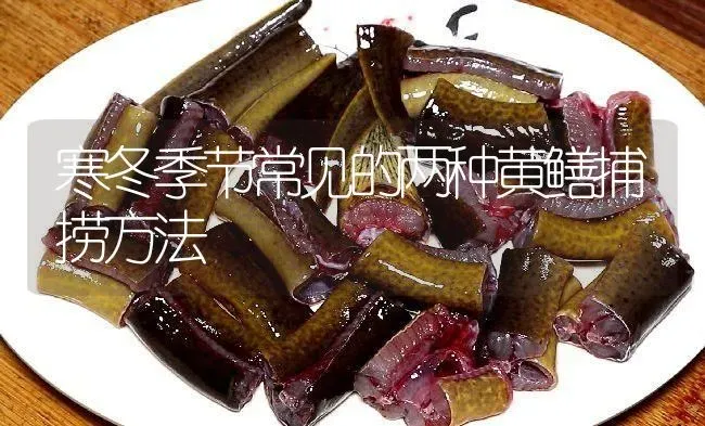 寒冬季节常见的两种黄鳝捕捞方法 | 淡水养殖