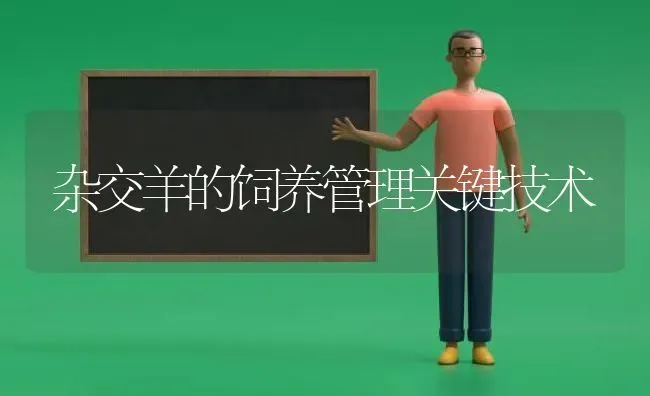 杂交羊的饲养管理关键技术 | 家畜养殖